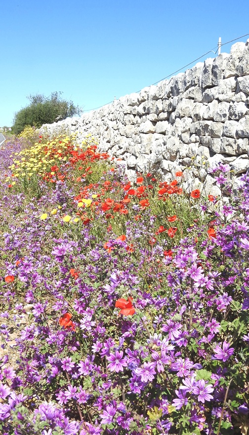 Our revegetation project aims to create new wildflower meadow bi